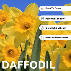 Close-up of vibrant yellow and orange daffodil flowers