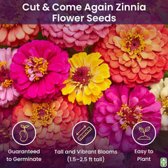Close-up of vibrant zinnia flowers in various colours