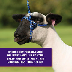 Close-up of Weaver Livestock Sheep Halter adjustable feature