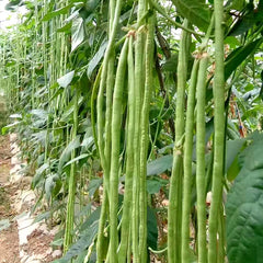 Close-up of yard long beans on the vine