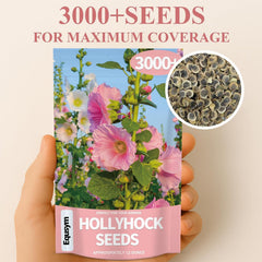 Colorful hollyhock flowers blooming in garden