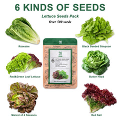 Contents of HiHOYA Lettuce Seed Pod Kit including sponges and seeds