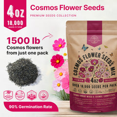 Cosmos flowers blooming in various colours