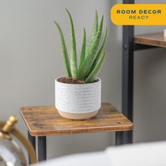 Costa Farms Aloe Vera plant set of two, side view
