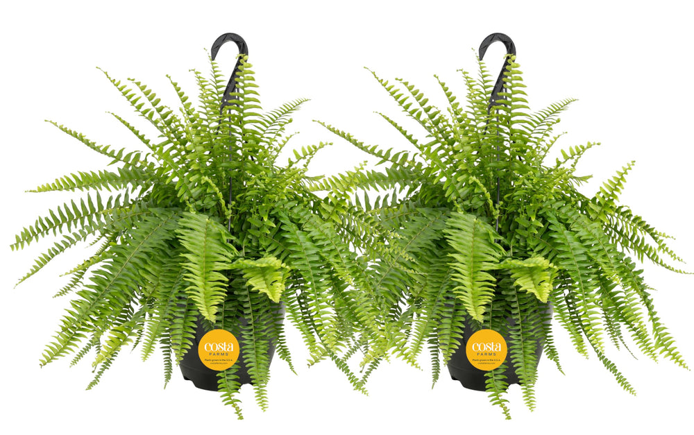 Costa Farms Boston Fern 2-pack front view in pots