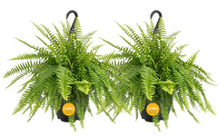 Costa Farms Boston Fern 2-pack front view in pots
