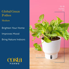 Costa Farms Global Green Pothos plant in an indoor setting
