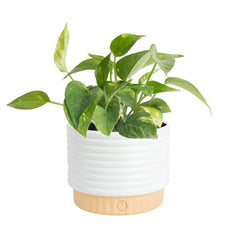 Costa Farms Golden Pothos plant front view with heart-shaped leaves