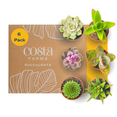 Costa Farms Mini Succulents 6-Pack in decorative pots