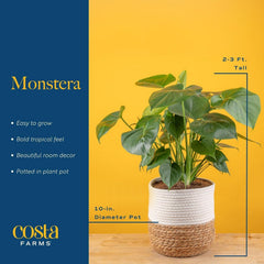 Costa Farms Monstera in a stylish living room setting