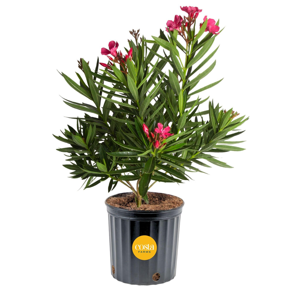 Costa Farms Oleander Bush in a 10-inch grower pot with pink flowers