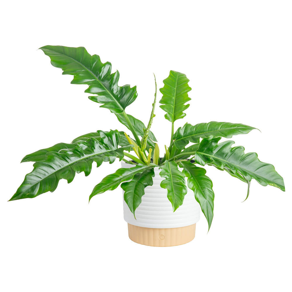 Costa Farms Philodendron live indoor plant in decorative pot front view
