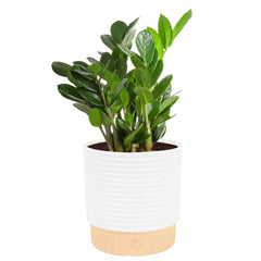 Costa Farms ZZ Plant in decorative planter, side view