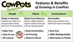 CowPots in a garden setting with seedlings