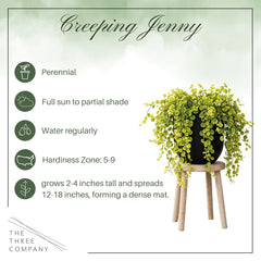 Creeping Jenny arranged in a garden setting