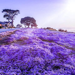 Creeping thyme flowers blooming in summer