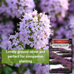Creeping Thyme plants growing in a sunny garden