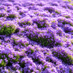 Creeping thyme seeds package front view by Carpet Creeping