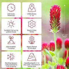 Crimson clover flowers in a garden setting