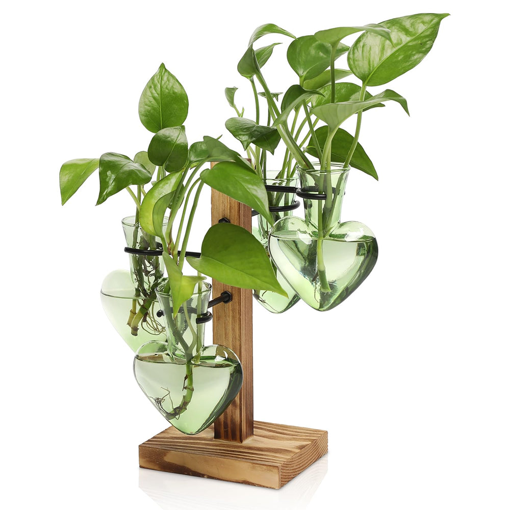 CYZglass Plant Terrarium Propagation Station green glass front view