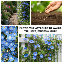 CZ Grain Blue Morning Glory climbing vine in garden