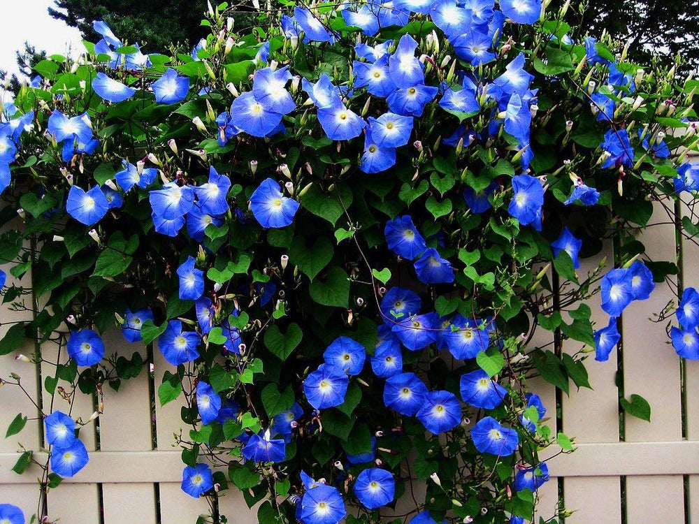 CZ Grain Blue Morning Glory Climbing Vine seeds pack front view