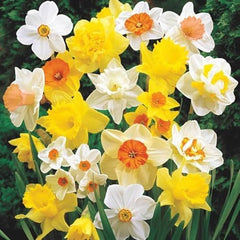 CZ Grain Large Flowering Daffodil Bulbs package front view