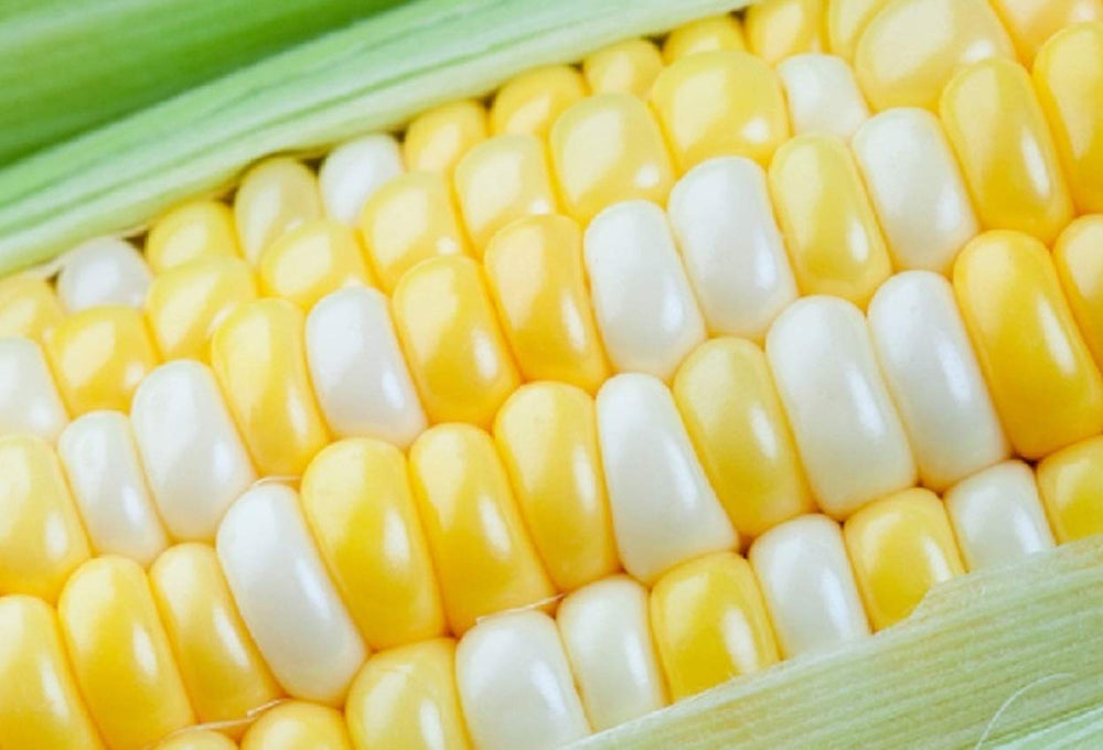 CZ Grain Peaches and Cream Sweet Corn Seeds pack front view
