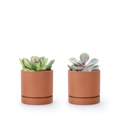 D'vine Dev 3 inch terracotta plant pot front view with saucer