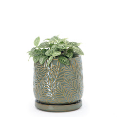 D'vine Dev 4 Inch Olive Ceramic Planter front view with embossed leaf design