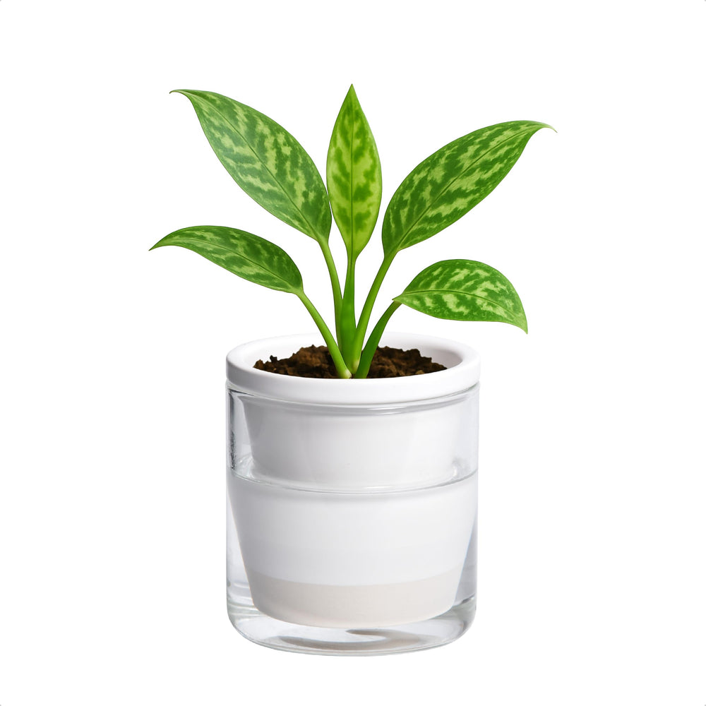 D'vine Dev 4-inch self-watering white terracotta planter pot with glass reservoir