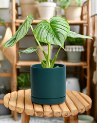 D'vine Dev 6 Inch Ceramic Pot with Saucer, side view