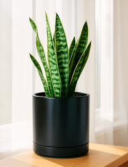D'vine Dev 8.2 inch black ceramic planter pot side view