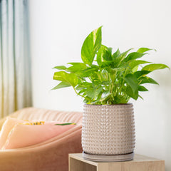 D'vine Dev Beaded Ceramic Pot side view showcasing beaded design