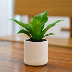 D'vine Dev Ceramic Pot with Saucer, side view