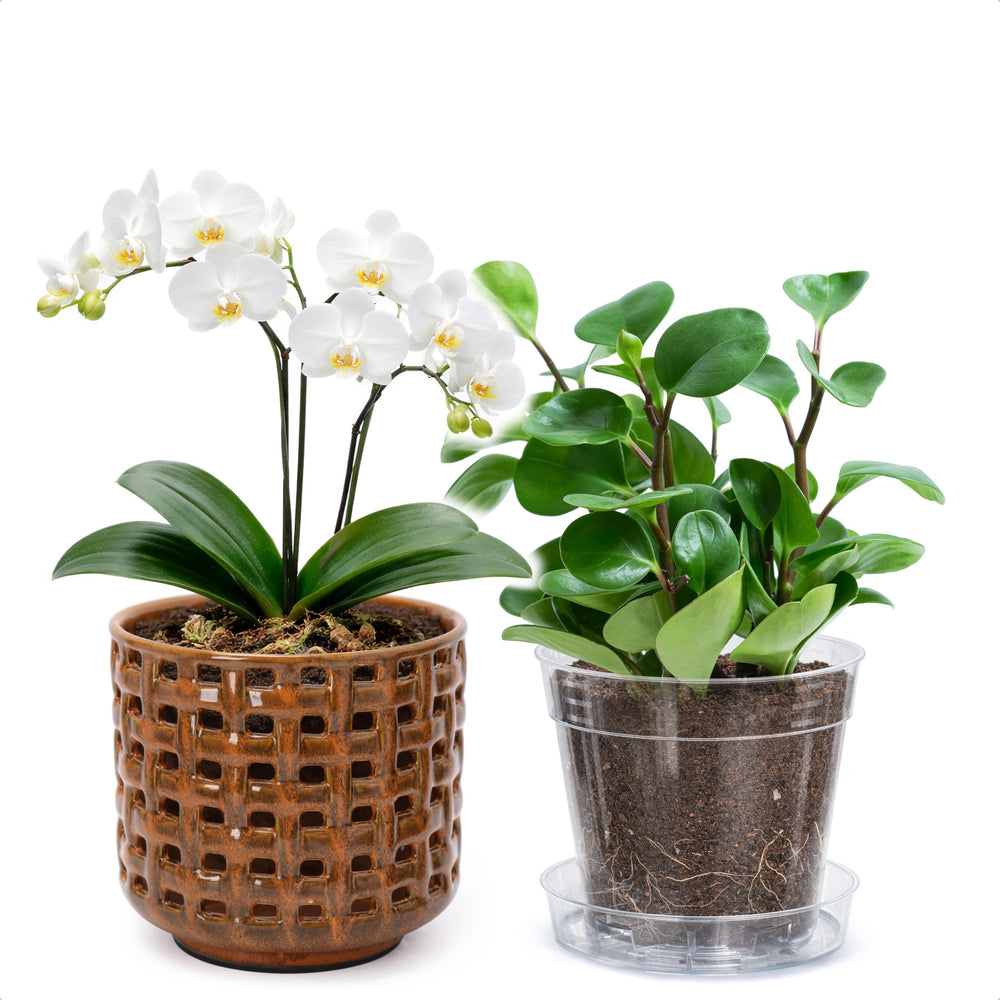 D'vine Dev Orchid Pot 6.7 inch pumpkin ceramic front view