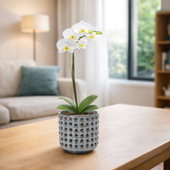 D'vine Dev Orchid Pot showing drainage holes