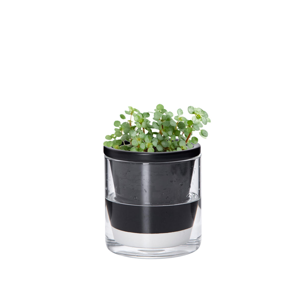 D'vine Dev self-watering black terracotta planter pot front view