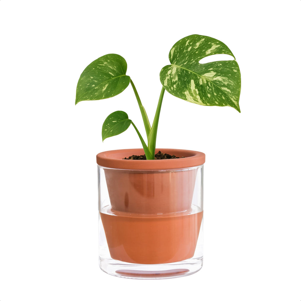 D'vine Dev Self Watering Terracotta Planter Pot front view