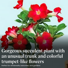 Desert Rose succulent displayed in a sunny patio setting