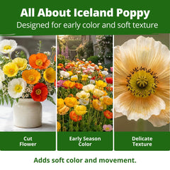 Detailed view of the delicate petals of an Iceland Poppy