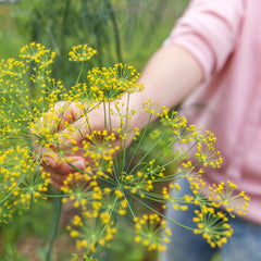 Dill leaves on a kitchen counter, ready for cooking