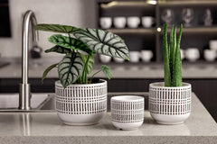 Docrin 6.5-inch ceramic pot with succulent plant