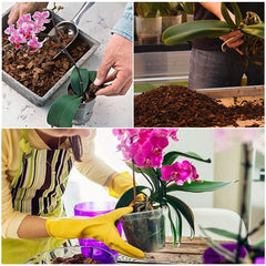Doter All Purpose Orchid Soil in a pot with orchids