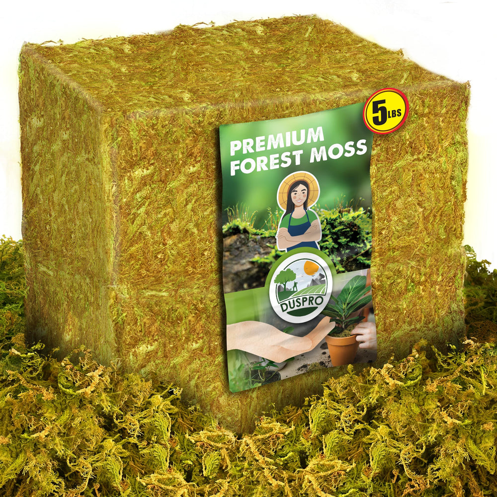 Duspro 5 LBS Real Dried Forest Moss front view showing natural texture