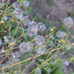 Earthcare Seeds Wild Lettuce plants in a garden