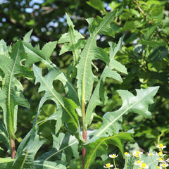 Earthcare Seeds Wild Lettuce seed packet front view