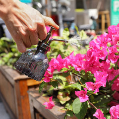 Ebristar glass plant mister displayed on a wooden table