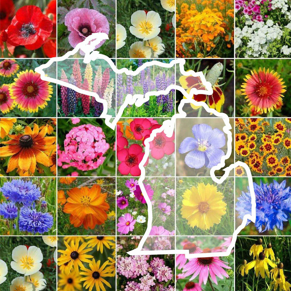 Eden Brothers Wildflower Mixed Seeds 1/4 lb front view