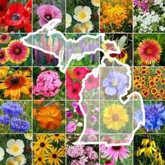 Eden Brothers Wildflower Mixed Seeds 1/4 lb front view